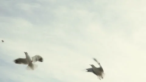 Slow motion of seagull  Video stock 102598310