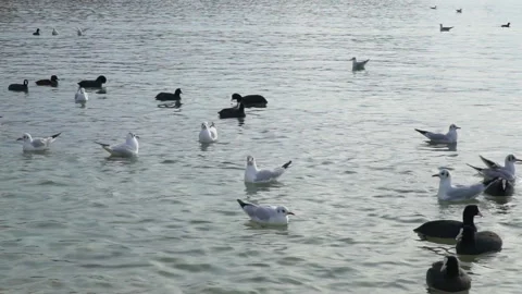 Slow motion of seagull  Vídeos de archivo 102598425