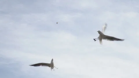 Slow motion of seagull Video stock 102598574