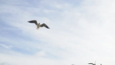 Slow motion of seagull Vídeos de archivo 102598581