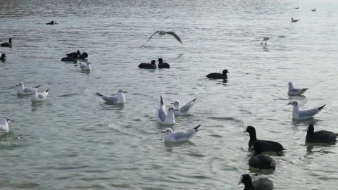 Slow motion of seagull  Video stock 102598597