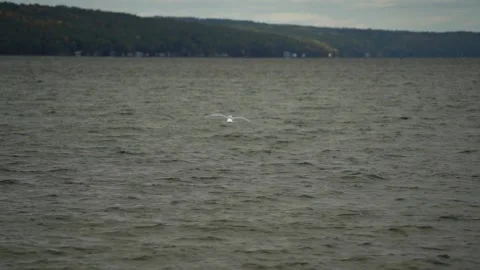Slow Motion Seagull Gliding Onto Seneca Lake in Watkins Glen New York Stock Footage 218408216