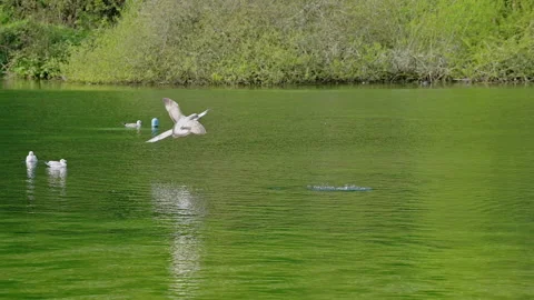 Slow motion, seagull (Herring Gull) diving into water in a lake, Spring, UK Stock Footage 239842672