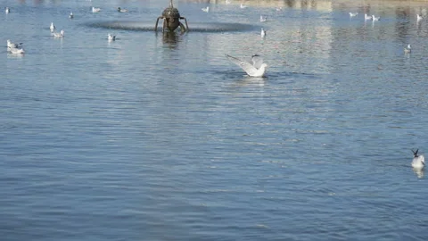 Slow Motion. A seagull on a pond flapping its wings. Stock Footage 221432569