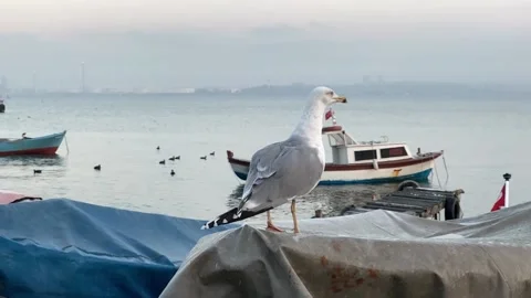 Slow motion of a seagull preparing to fly Stock Footage 178544934