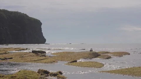 Slow Motion Seagull Resting on Moss-Covered Coastal Rocks in Vladivostok, Russia Stock Footage 344135051