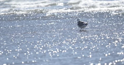 Slow motion of Seagull Shaking Head On A Sunny Windy Day Stock Footage 217429780