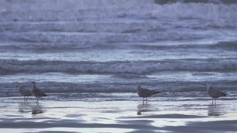 Slow motion seagull on shore Stock Footage 74899483