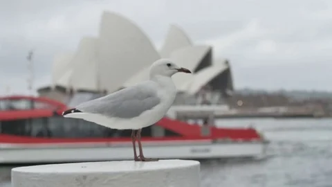 Slow Motion Seagull @ Sydney Opera House Stock Footage 81307976
