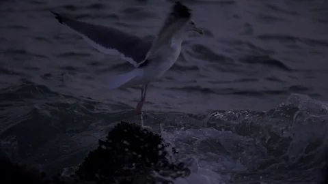 Slow Motion Seagull Taking Flight Stock Footage 81871646