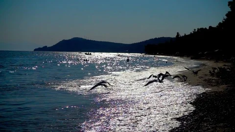 Slow motion of seagulls are flying by the sea Stockbeeldmateriaal 81095809