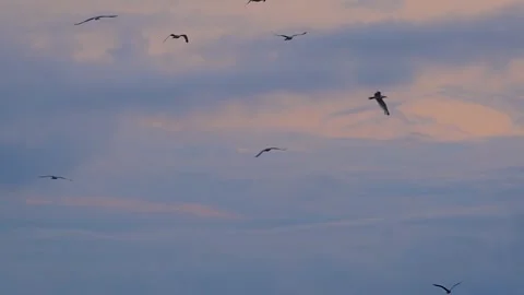 Slow motion: seagulls are flying in the cloudy sky in the evening Stock Footage 338441205