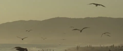 Slow motion seagulls by a beach  Video stock 51201470