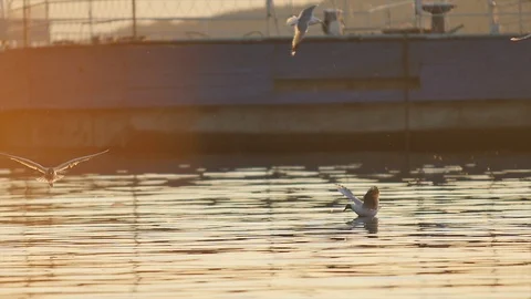 Slow motion. Seagulls catch fish Stock Footage 89731336