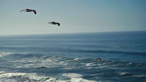 Slow motion of Seagulls flight over blue ocean water Stock-Footage 141542725