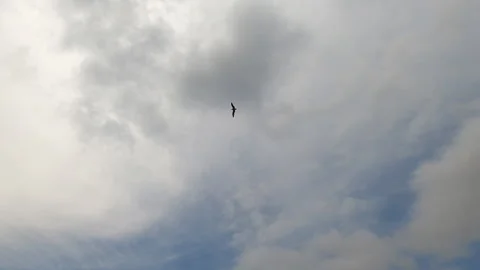 Slow motion of a seagull's flight through the clouds Stock Footage 138101153