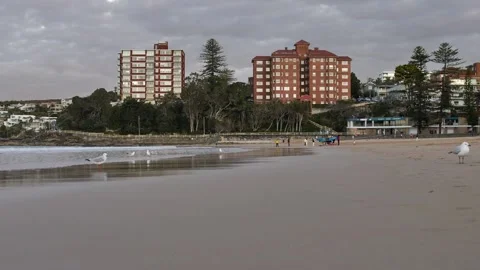 Slow motion seagulls fly past Manly apartment blocks and life saving club Stock Footage 245467492