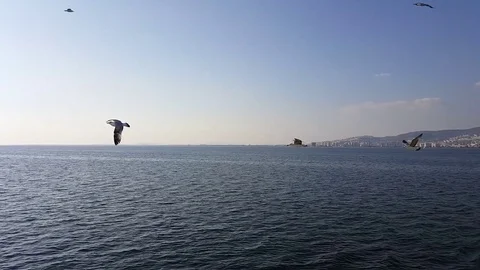 Slow motion  seagulls flying above the sea and crossing in frame Stock Footage 75049371