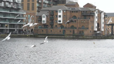 Slow Motion. Seagulls flying over Thames river. Stock Footage 101958795