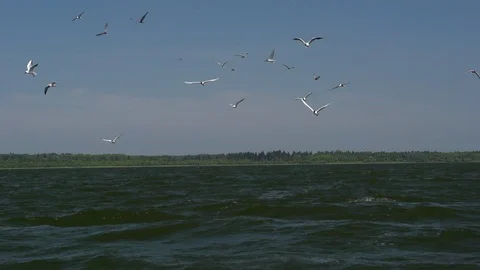 The slow motion of seagulls flying over the blue water of the forest lake. Stock Footage 105301457