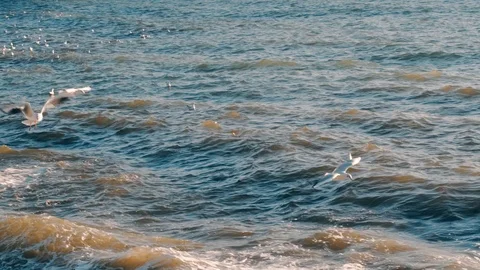 Slow motion seagulls flying over sea waves during stormy weather at daytime in Stock Footage 121534378
