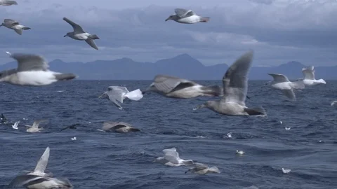 Slow motion of seagulls flying over sea waters with mountains in background, USA Stock Footage 138893602