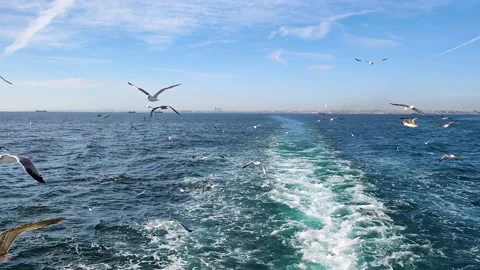 Slow Motion Seagulls Flying Over Ferry Wake in Istanbul Bosphorus Vídeo Stock 332548501