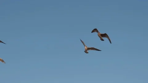 Slow motion seagulls flying overhead at dusk 스톡 동영상 115758273