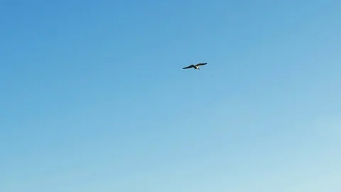 Slow motion of seagulls flying through the sky Stock Footage 79510180