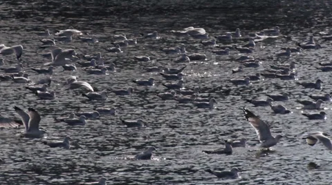 Slow Motion Seagulls Stock Footage 35517370