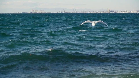 Slow motion seagulls hover on the waves on the shore Stock Footage 84737138