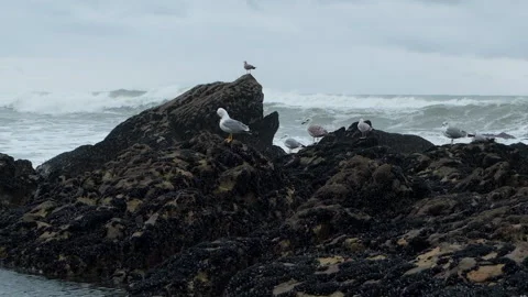 Slow motion Seagulls perched on rocks in ocean in winter Video stock 145625923