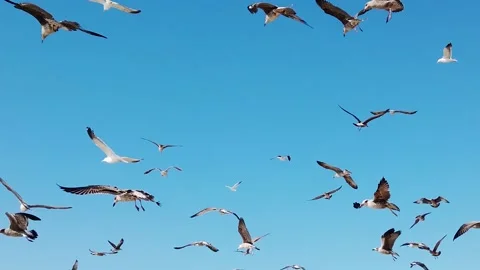 Slow motion seagulls in the sky Video stock 201216728