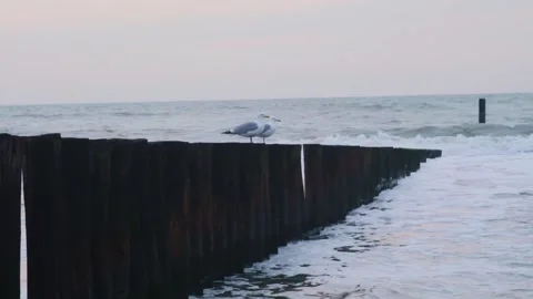 Slow Motion Of Seagulls Standing On A Row Of Stakes While The Water Is Rising Stock Footage 130676765