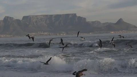 Slow Motion Seagulls at Table Mountain View Beach Stock Footage 78179778