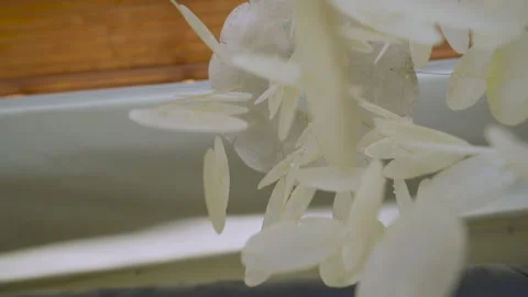 Slow motion seashell wind chime hanging from ceiling Stock-Footage 332079315