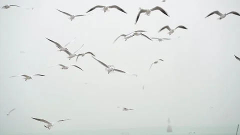 Slow motion Seegull birds flying Stock Footage 169746791