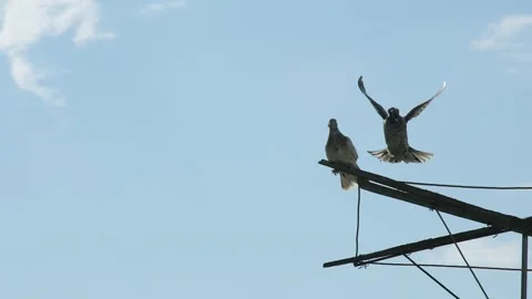 A slow-motion sequence of a flying roller pigeon coming down to join another Video stock 335523638