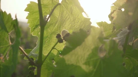 Slow motion the setting sun through the young grapes Video stock 90171171