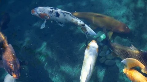 Slow Motion of Several Different Colored Koi Fish Swimming in Shallow Water Stock Footage 102709540