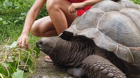 SLOW MOTION Seychelles Turtle 스톡 동영상 117140810