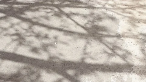 Slow motion shadow from a tree on an old concrete surface with sun rays. Stock Footage 194232864