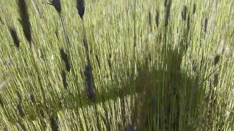 Slow motion shadow walking on wheatfield Stock Footage 51505189