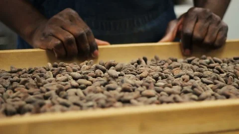 Slow Motion Shaking and Sorting Cocoa Beans Stock Footage
