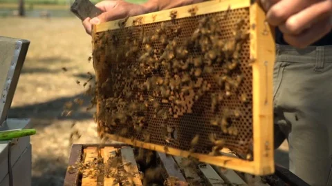 Slow motion shaking of bees off hive frame Stock Footage 129187111