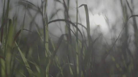 Slow Motion, shallow focus tall grass 스톡 동영상 244864846
