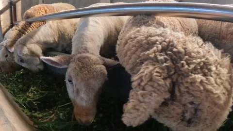 Slow motion of sheep eating grass in the pen Stock Footage 320978940