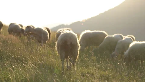 Slow motion of sheep graze summer meadow in free range farm in sunny morning Stock Footage 146263395