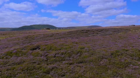 Slow motion sheep on the Yorkshire Moors in heather bloom filmed by drone Stock Footage 59864868