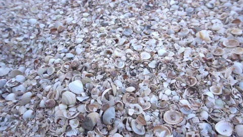 Slow Motion Shells on the beach Stock Footage 153863975